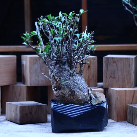 フォークイエリア  コルムナリス  (観峰玉)／Fouquieria columnari   no.112153