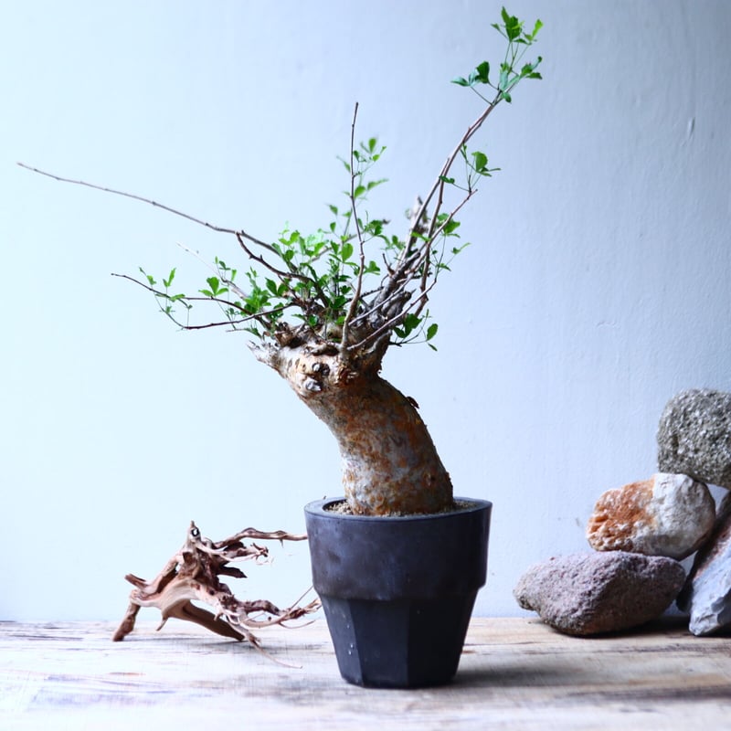 コミフォラ フンベルティ commiphora humbertii no.92718 |