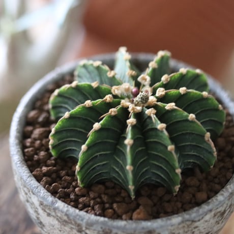 Gymnocalycium friedrichii LB2178 × たけろうポット   no.51204