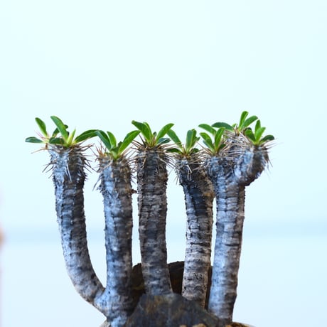 Euphorbia guillauminiana × Mie Maeda   no.90310