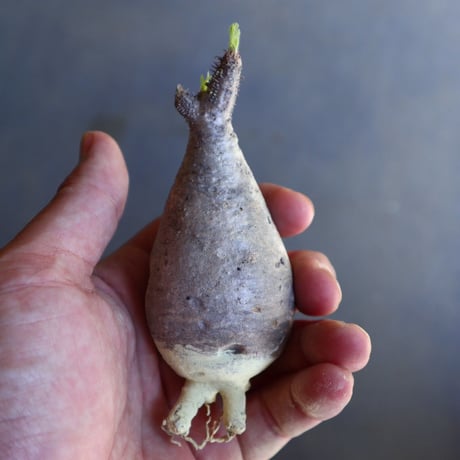 パキポディウム グラキリス 抜苗  Pachypodium rosulatum var. gracilius no.100615