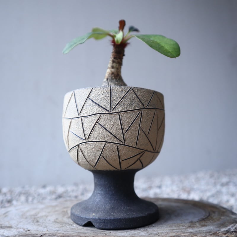 ユーフォルビア ラメナ Euphorbia ramena no.122213 |