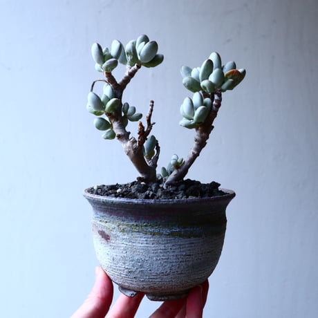 コチレドン　フクダルマ　cotyledon   no.12613