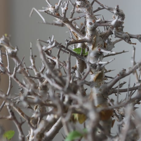 Commiphora wightii × N/OH   no.51241