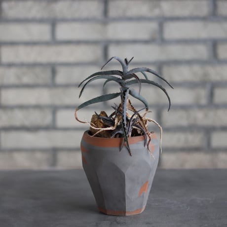 Aloe acutissima × N/OH (3.5号)  no.510/18