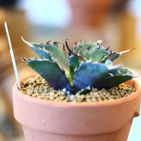 Agave titanota Hades × YAMABACHI    no.123166