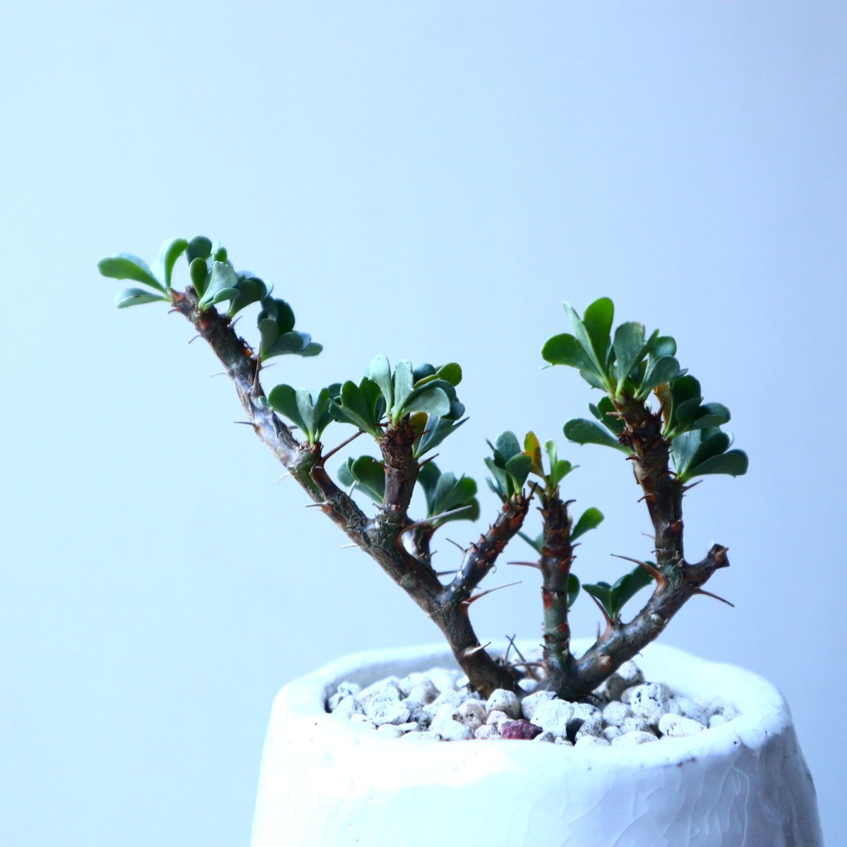 サルコカウロン バンデリエティアエ Sarcocaulon vanderietia