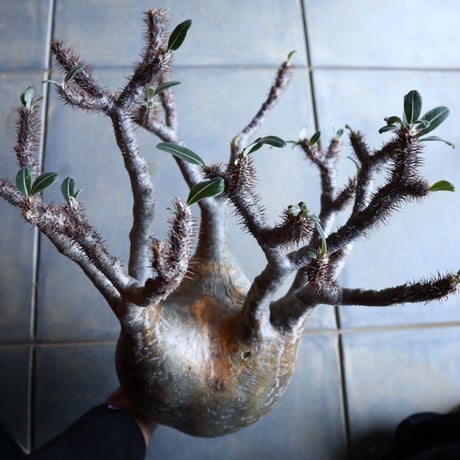 パキポディウム グラキリス   Pachypodium rosulatum var. gracilius no.110342