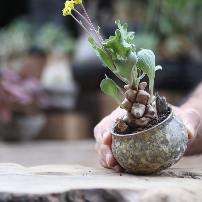 オトンナ ヘレー／Othonna herrei no.103048 | 芽の巣山