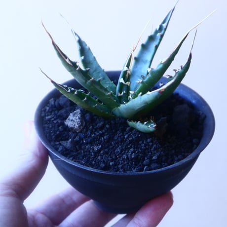 アガベ  ユタエンシス    エボリスピナ  Agave uthaensis var. eborispina   no.20218
