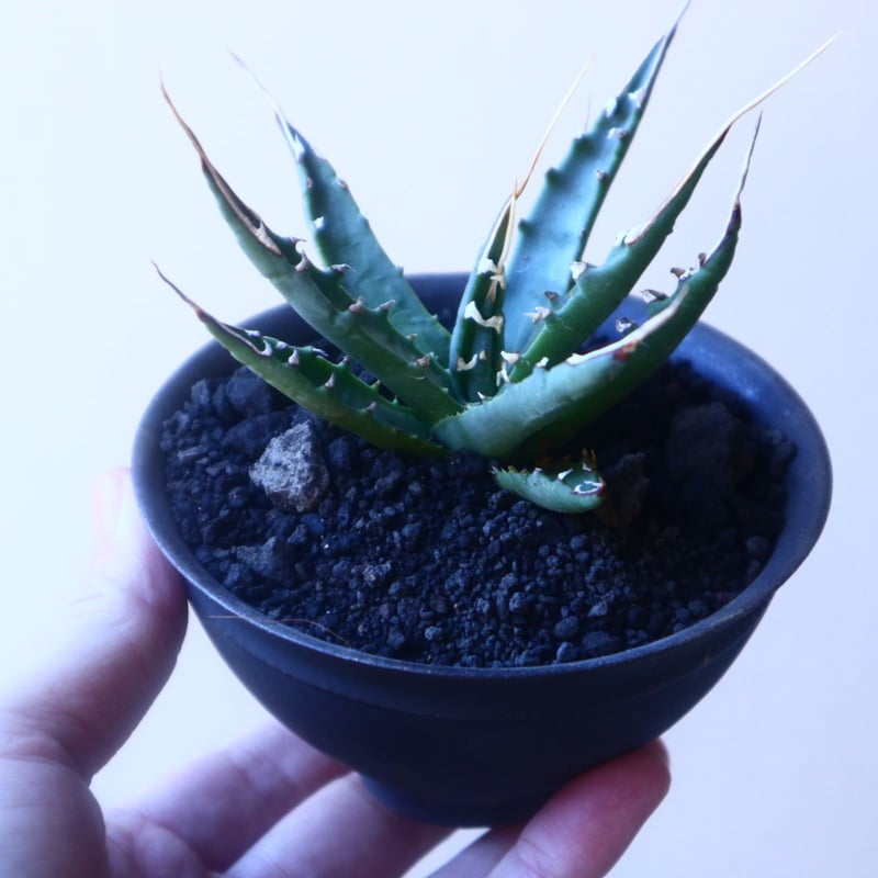 アガベ ユタエンシス エボリスピナ Agave uthaensis var. ebo