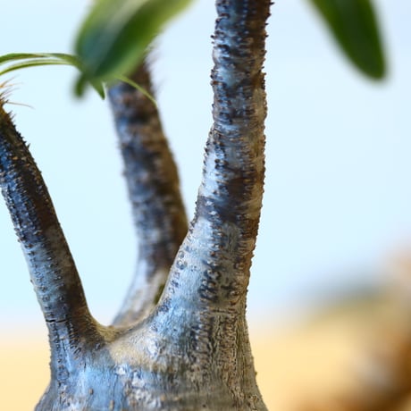 パキポディウム  グラキリス / Pachypodium  gracilius   no.82031