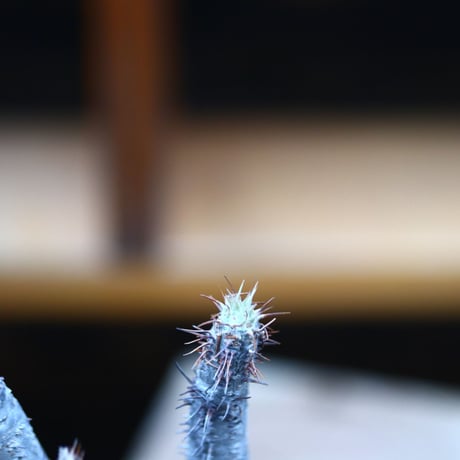 パキポディウム  グラキリス／Pachypodium  gracilius   no.32045