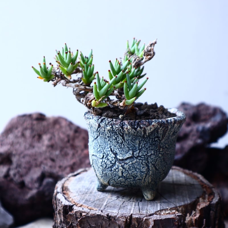 トリコディアデマ　ミラビレ　模様木 トリコディアデマ ミラビレ 模様木