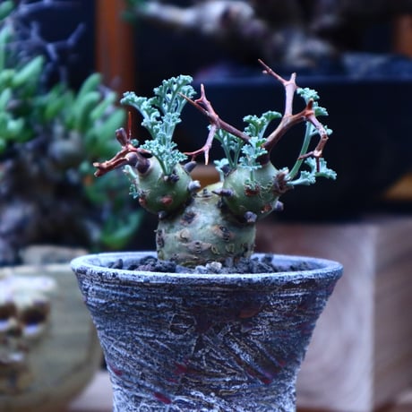 ペラルゴニウム  クリズミフォリウム／Pelargonium crithmifolium    no.53011