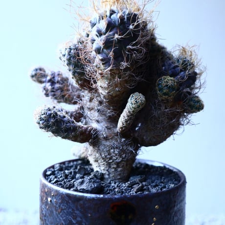 ツルビニカルプス 長城丸　 Turbinicarupus pseudomacrochele   no.121513