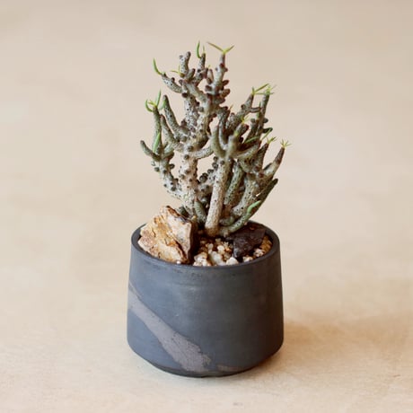 Tylecodon buchholzianus × N/OH (3号)  no.125/24