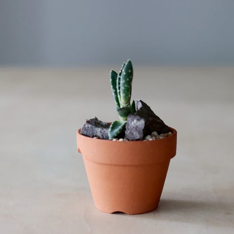 Aloe arenicola  × YAMABACHI (3号)  no.104/24