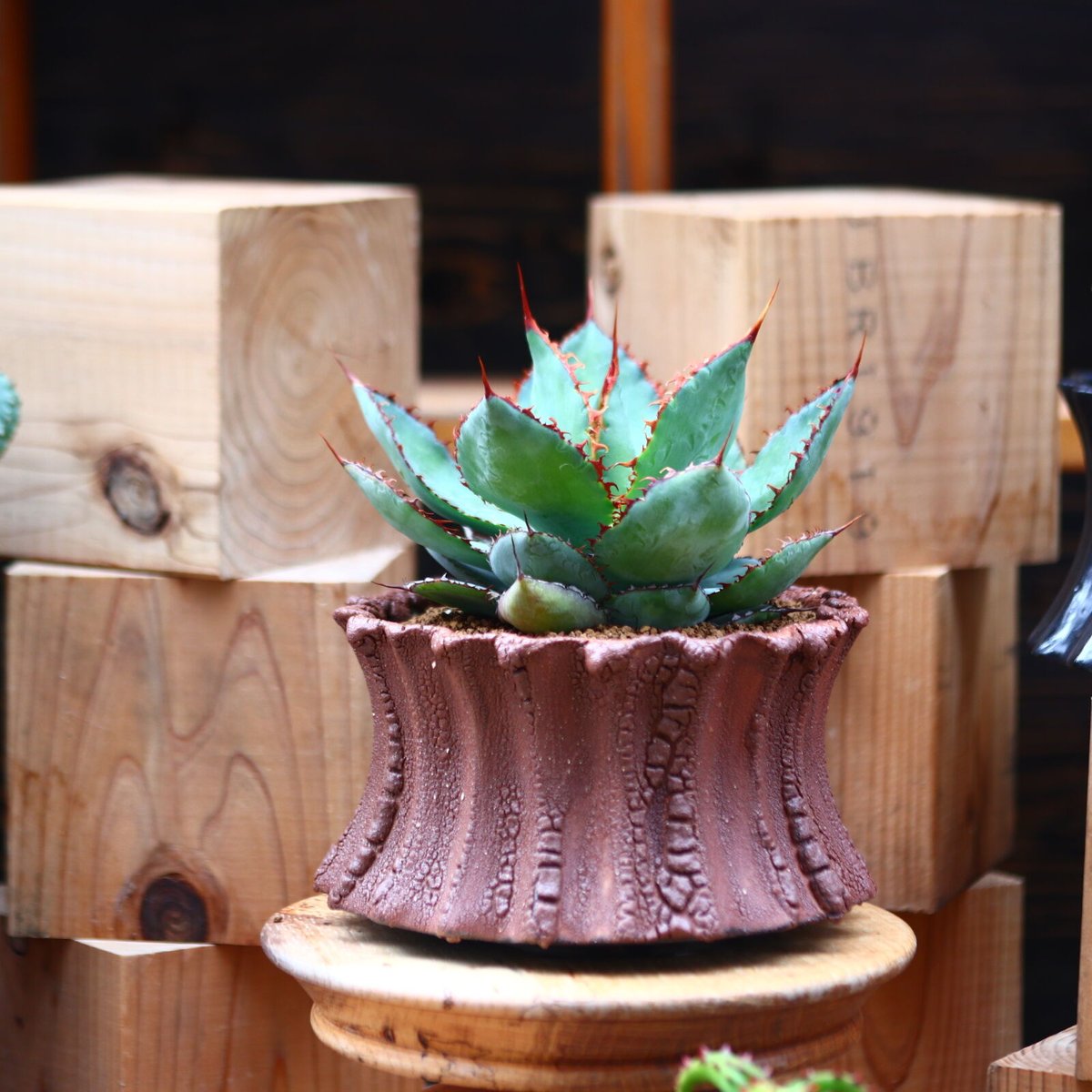 アガベ ボビコルヌータ カウズホーン／Agave bovicornuta 'Cows
