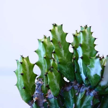 ユーフォルビア マカイキリン / Euphorbia triangularis  no.51421