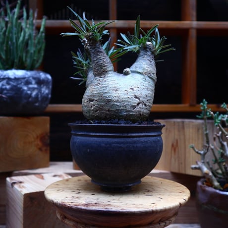 パキポディウム  グラキリス／Pachypodium  gracilius       no.52327