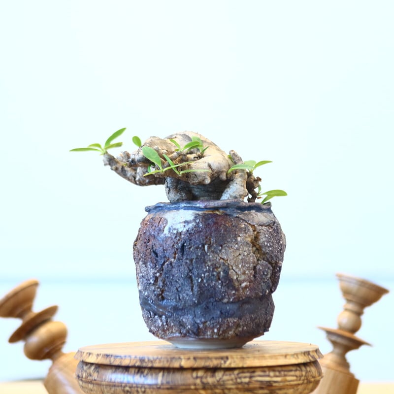 ユーフォルビア イトレメンシス / Euphorbia itremensi no.7301