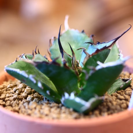 Agave titanota Hades × YAMABACHI    no.123163