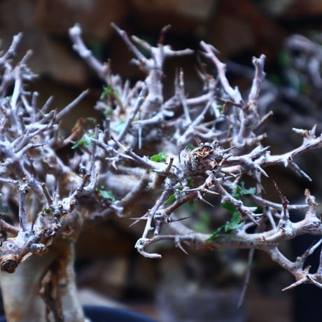 コミフォラ   ワイティ   commiphora wightii   no.41808
