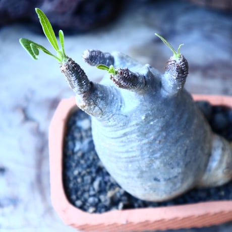 パキポディウム グラキリス   Pachypodium rosulatum var. gracilius no.30105
