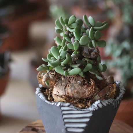 Ceraria pygmaea × N/OH     no1115-16