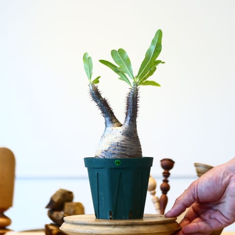 パキポディウム  グラキリス / Pachypodium  gracilius   no.52814