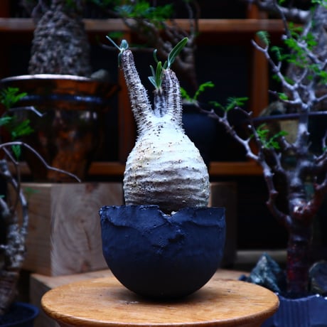 パキポディウム  グラキリス／Pachypodium  gracilius       no.81506