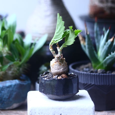 ユッタエ | STORES