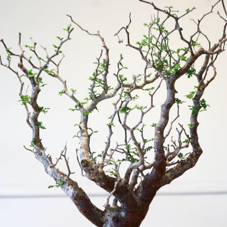 コミフォラ モンストローサ / Commiphora monstrosa   no.43002