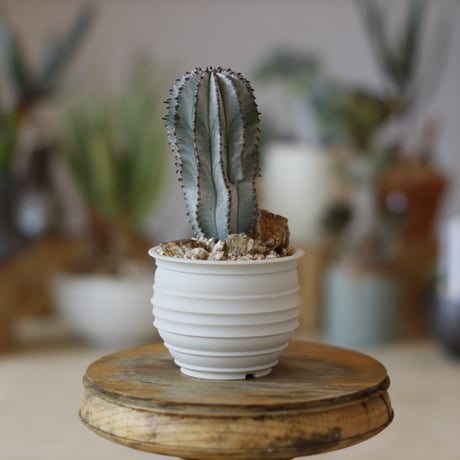 Euphorbia horrida × takero pot (2.5号)  no.1214/42
