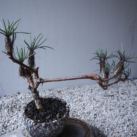 セネキオ  バル ベルトニクス   Senecio barbertonicus   no.122207
