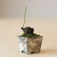 野ばら / YOSHIZAWA3-SHOHINBONSAI   no.223-31
