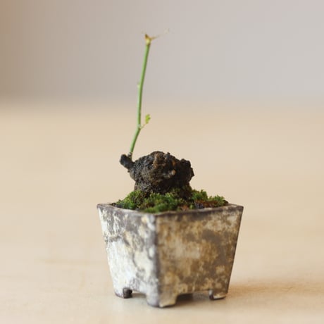 野ばら / YOSHIZAWA3-SHOHINBONSAI   no.223-31