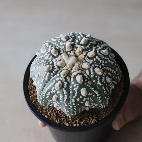 astrophytum  asterias / ロイヤルスーパー兜 (4号鉢)  no.913/7