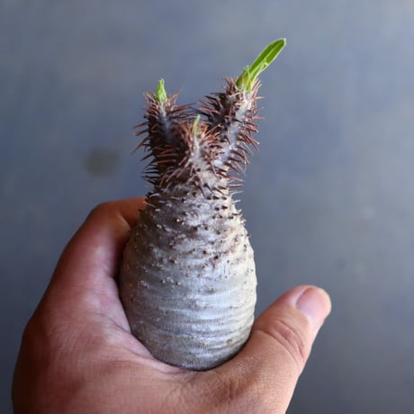 パキポディウム グラキリス 抜苗  Pachypodium rosulatum var. gracilius no.100625