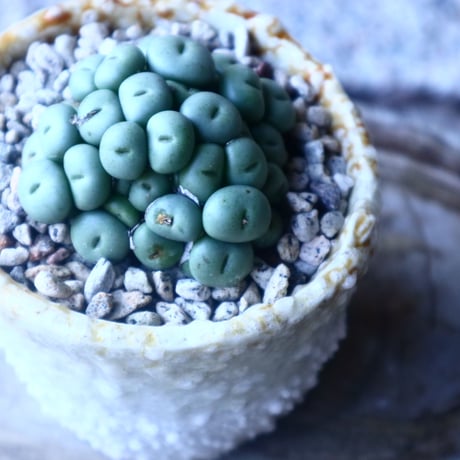 コノフィツム   ペアルソニー Conophytum pearsonii  no.20205