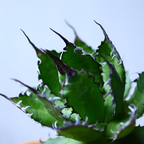 アガベ ホリダ    Agave horrida     no.1025-9