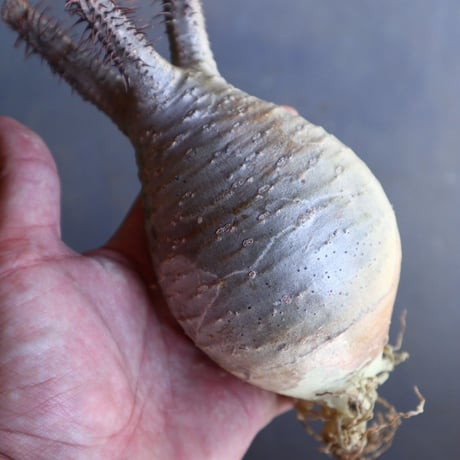 パキポディウム グラキリス 抜苗  Pachypodium rosulatum var. gracilius no.100629