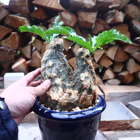 ケファロペンタンドラ  エキローサ  Cephalopentandra ecirrhosa   no.41802