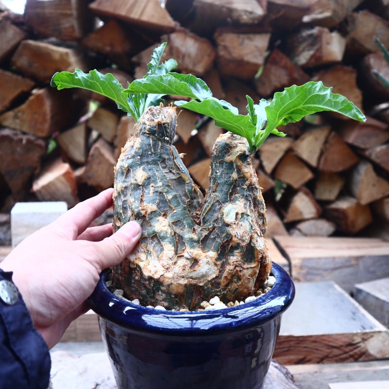 希少種　ケファロペンタンドラ エキローサ 希少種 ケファロペンタンドラ エキローサ Cephalopentandra ecirrhosa