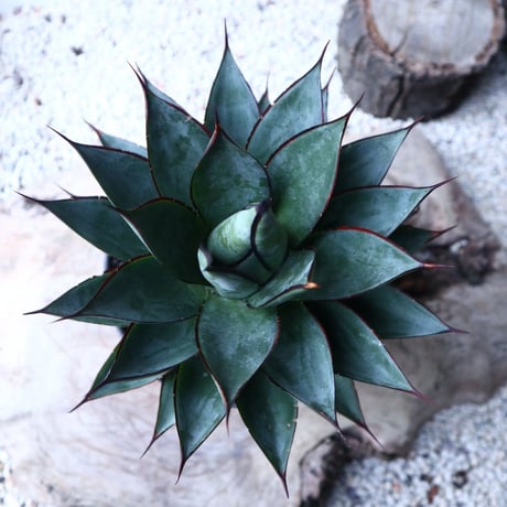 アガベ   ブルーグロー    Agave 'Blue Glow'　no.112422