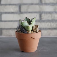 Agave titanota sp. No.1 × YAMABACHI (3号)  no.628/73