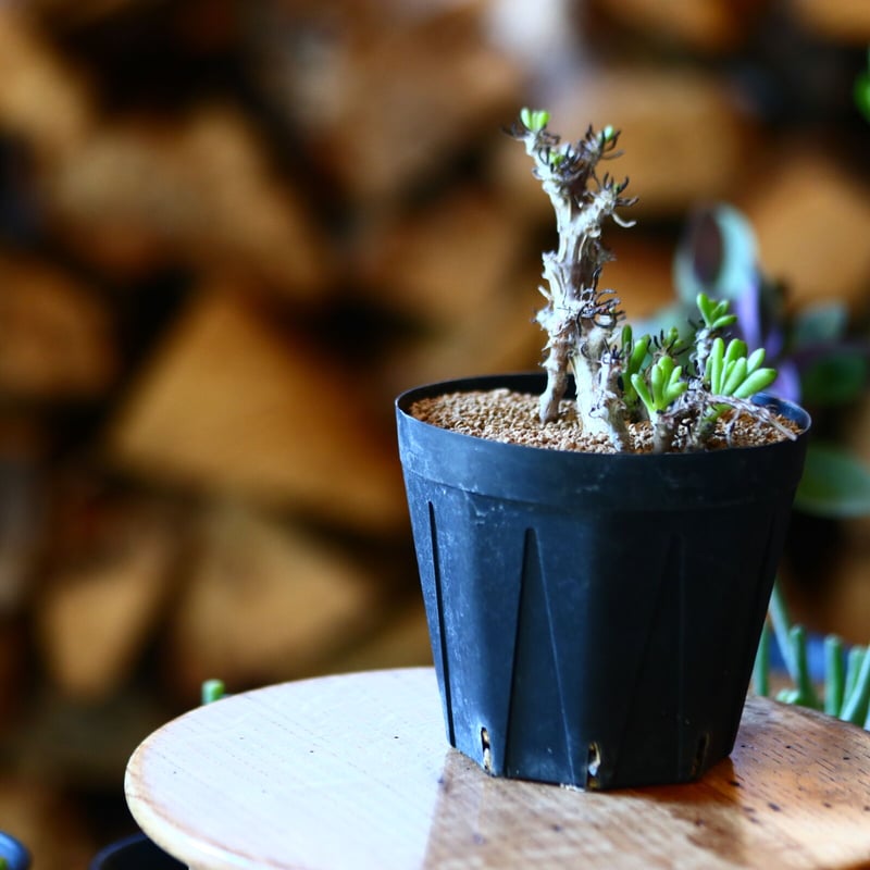 チレコドン ストリアツス tylecodon striatus no.1115