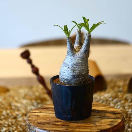 パキポディウム  グラキリス / Pachypodium  gracilius   no.50740