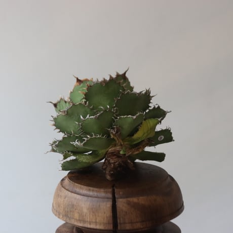 U.S. filigree (Agave titanota filigree) / Style of Chika　no.1227-50